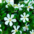 Live Flowering Plant with White Blooms Set of 2 Plants S674